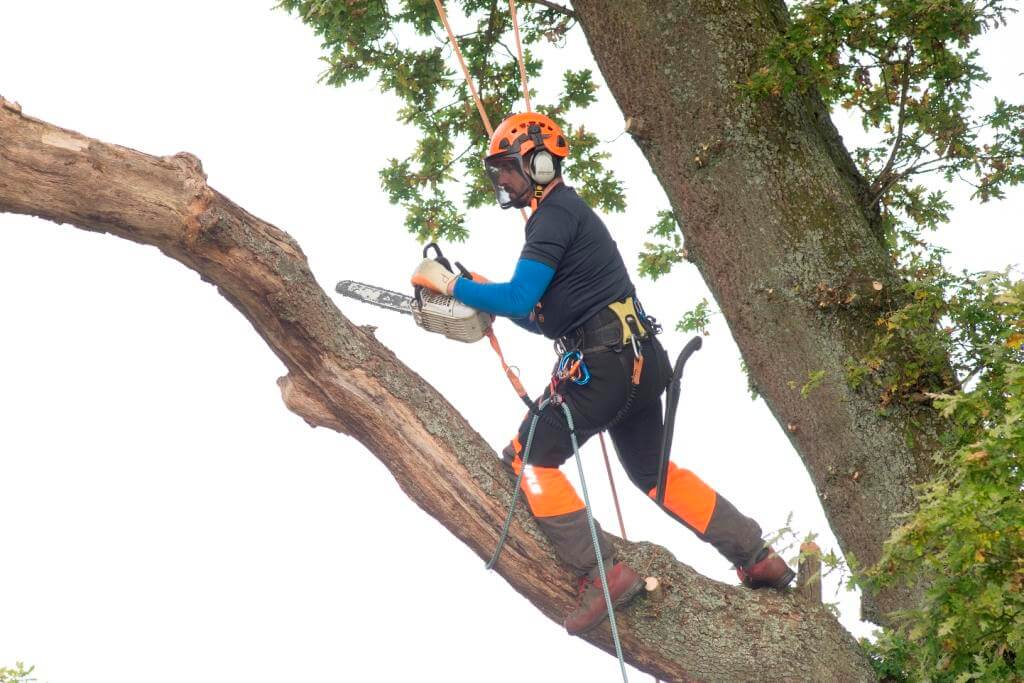 Tree Surgeon Kent